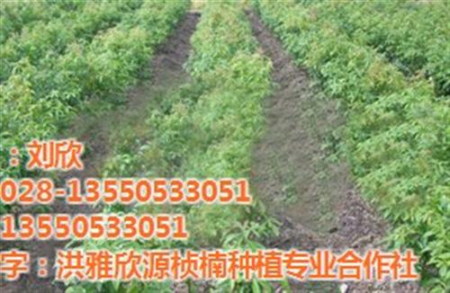 桢楠批发|江安县桢楠|欣源桢楠(多图)&nbsp;&nbsp;桢楠手串&nbsp;&nbsp;桢楠树