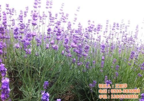 薰衣草价格、德州薰衣草、爱萍花卉苗木(多&nbsp;&nbsp;薰衣草批发&nbsp;&nbsp;薰衣草供应