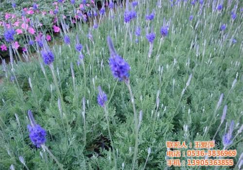 薰衣草图片_菏泽薰衣草_爱萍花卉苗木(多&nbsp;&nbsp;薰衣草基地&nbsp;&nbsp;薰衣草哪家好
