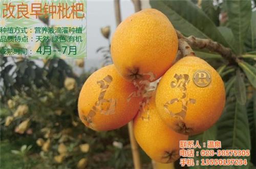 辽宁枇杷、洪林家庭农场、早春枇杷&nbsp;&nbsp;五星枇杷&nbsp;&nbsp;优质枇杷