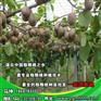 猕猴桃树苗、坤威猕猴桃苗、徐香猕猴桃树苗
