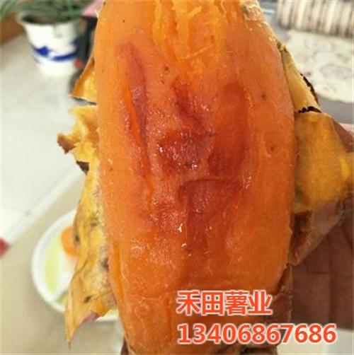 烟薯25批发商、烟薯25、禾田薯业(多图&nbsp;&nbsp;烟薯25烤薯店供&nbsp;&nbsp;烟薯25种植企业