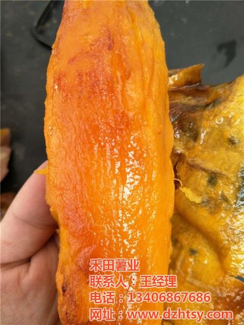 烟薯25适合烤吗_烟薯25_禾田薯业(查&nbsp;&nbsp;烟薯25烤薯店供&nbsp;&nbsp;烟薯25种植企业