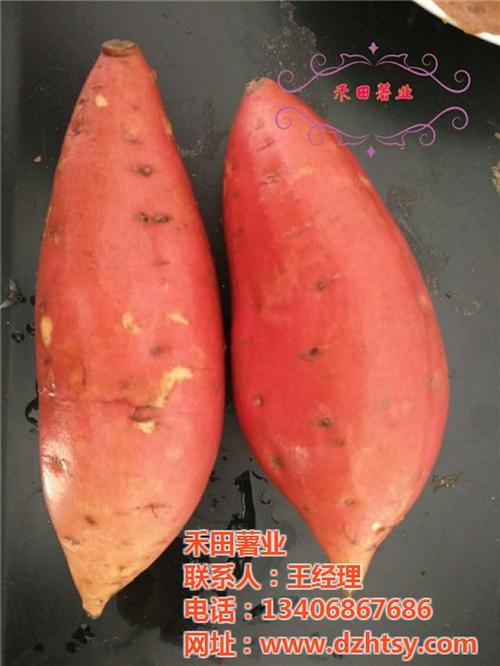 烟薯25好吃吗|烟薯25|禾田薯业(查看&nbsp;&nbsp;烟薯25口感怎么&nbsp;&nbsp;烟薯25供应商