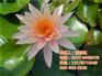 青海睡莲,睡莲种,志龙莲藕(多图)