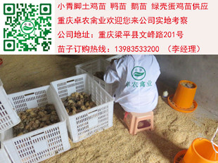 重庆青脚土鸡苗批发价格　重庆正宗土鸡苗养殖前景  土鸡行情  土鸡苗市场