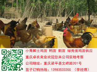 四川土鸡苗批发价格　达州土鸡苗多少钱一只  土鸡养殖  土鸡苗行情  土鸡市场