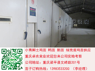 南充黑鸡苗批发价格　西充黑土鸡苗养殖技术  黑鸡苗养殖  黑土鸡苗批发  黑土鸡苗行情