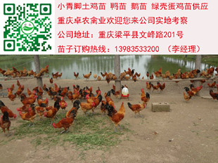重庆青脚土鸡苗批发价格　重庆土鸡苗养殖行情  土鸡苗市场