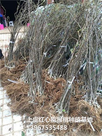 批发红阳猕猴桃苗 红心猕猴桃树苗 抗病强 根系好
