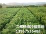 早熟的杨梅苗、早佳杨梅苗，哪里有杨梅苗基地