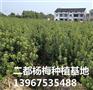 东魁杨梅苗_仙居东魁杨梅苗