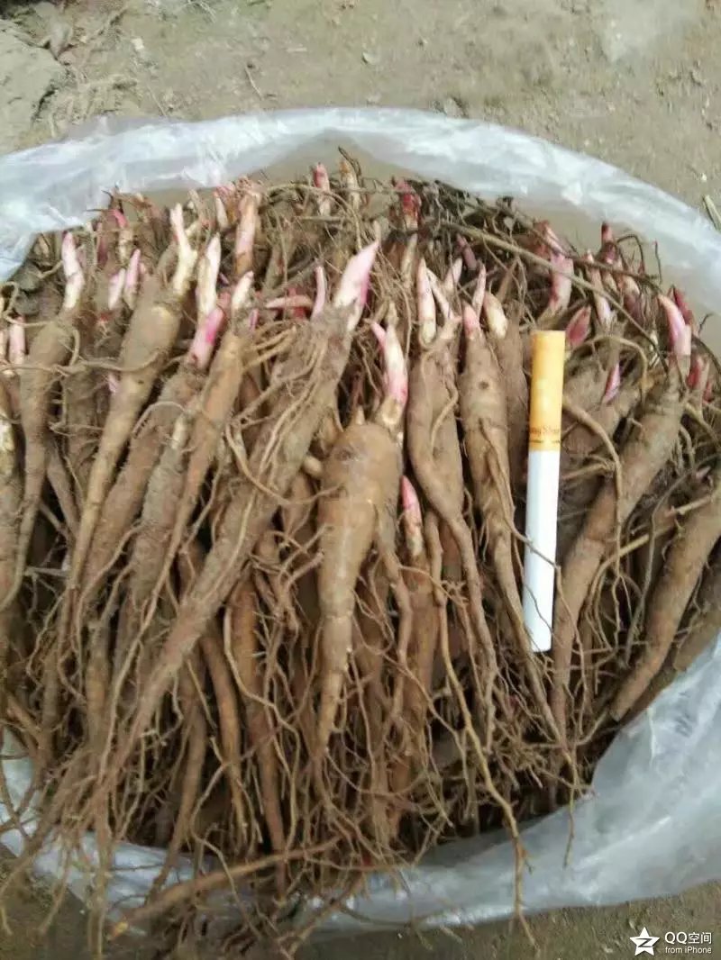 山东赤芍种苗批发  四川赤芍种苗  东北赤芍种苗