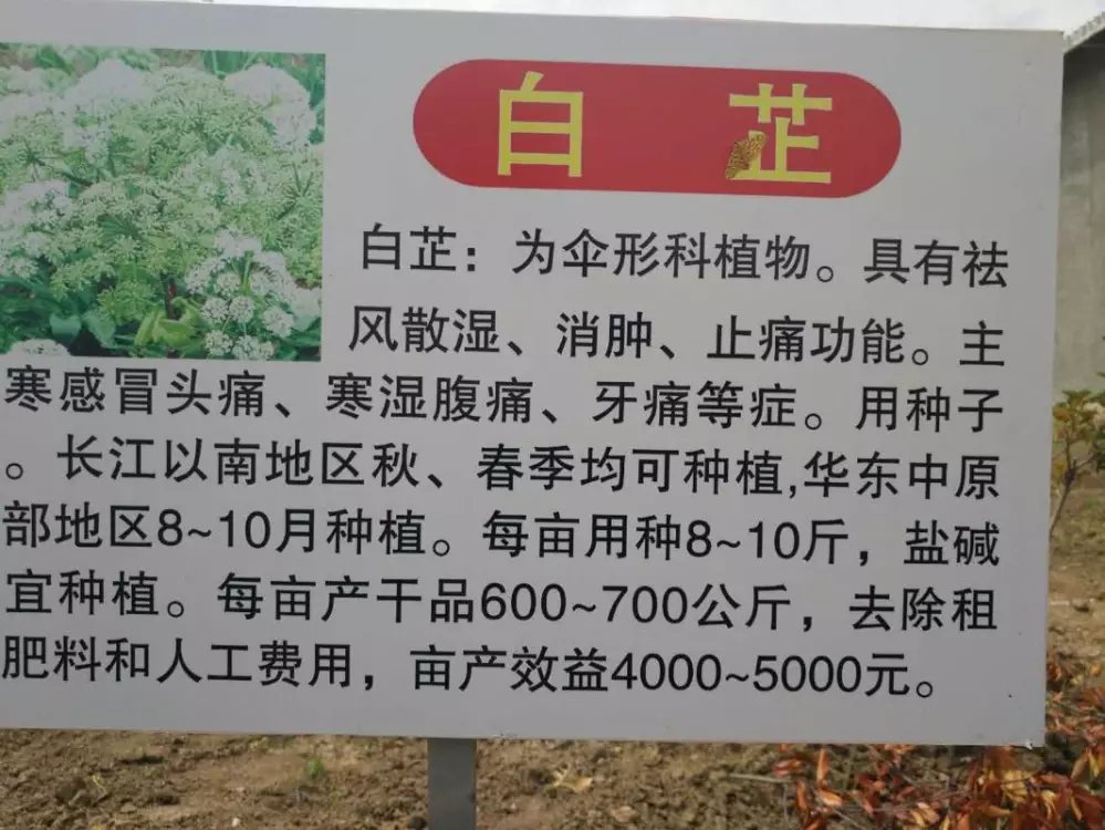 山东白芷种子批发  四川白芷种子  贵州白芷种子
