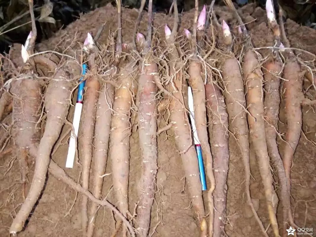 山东赤芍种苗批发  四川赤芍种苗  东北赤芍种苗
