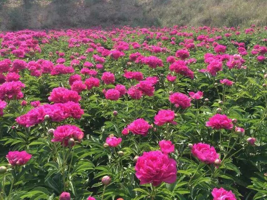 山东白芍种苗批发  四川白芍种苗  贵州白芍种苗