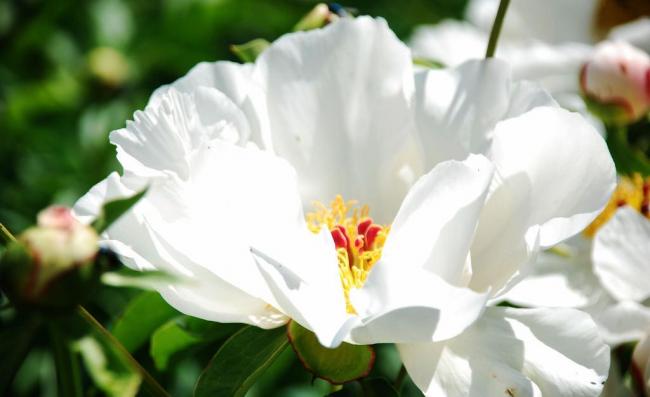 赤芍种苗、种子  东北赤芍  内蒙赤芍  鄂尔多斯赤芍