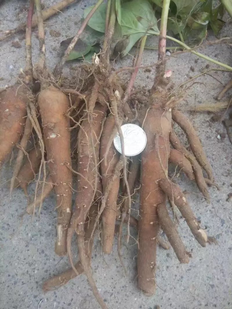 山东赤芍种苗批发  四川赤芍种苗  东北赤芍种苗