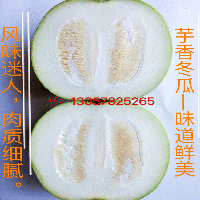 芋香小冬瓜种子 芋头冬瓜 粉皮冬瓜 风味迷人 肉厚  芋香冬瓜  迷你冬瓜