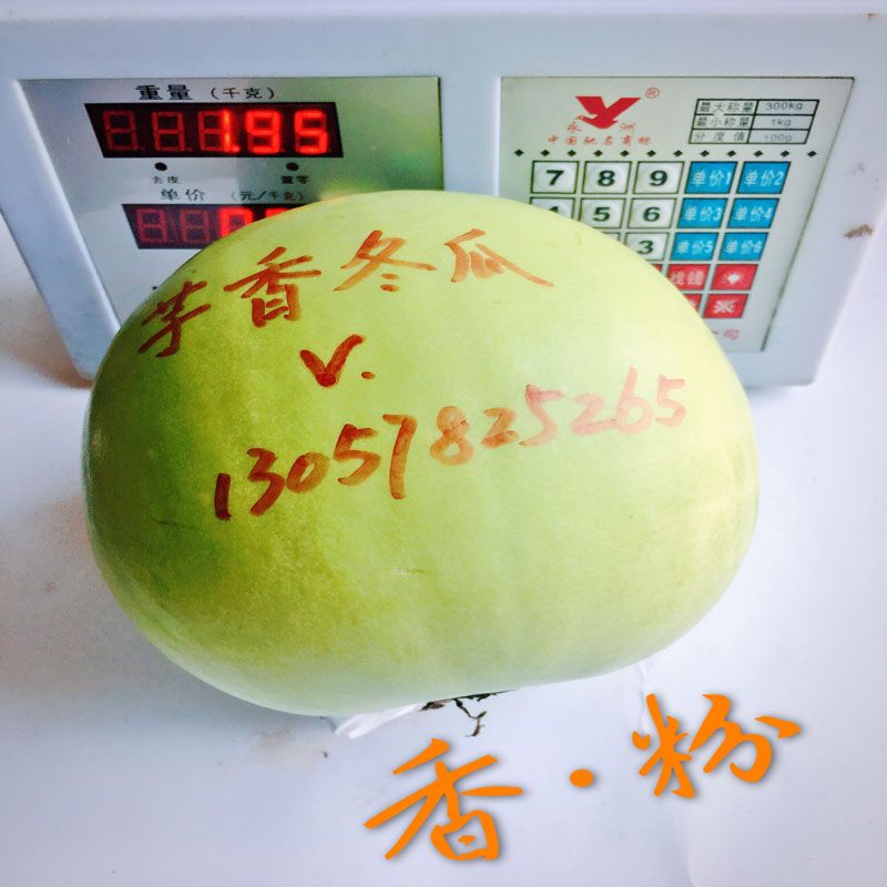 芋香小冬瓜种子 芋头冬瓜 粉皮冬瓜 风味迷人 肉厚  芋香冬瓜  迷你冬瓜