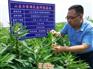 小磨香油、丰香园芝麻食品、小磨香油加工