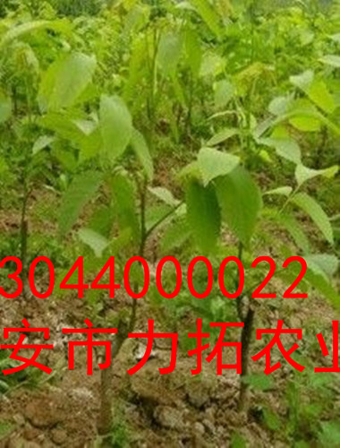 梨树县国丰核桃苗价格低