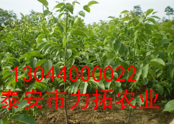 梨树县国丰核桃苗价格低