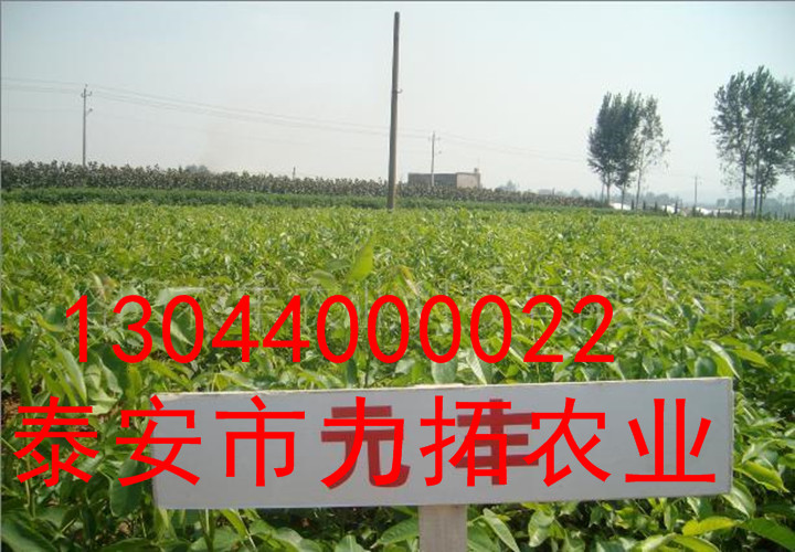 昌都县文玩核桃树苗规格