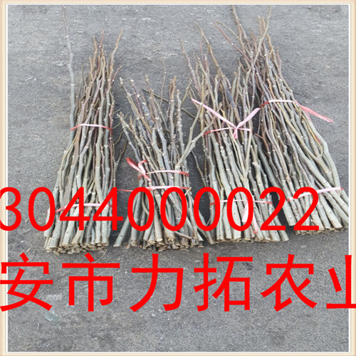 昌都县文玩核桃树苗规格