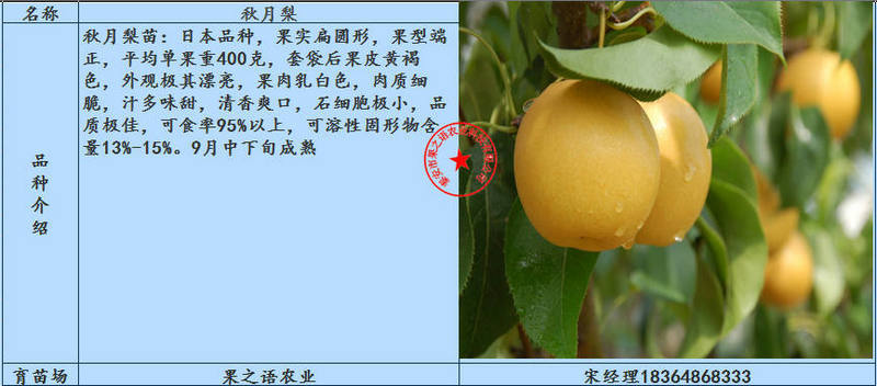 红梨树、红梨树批发