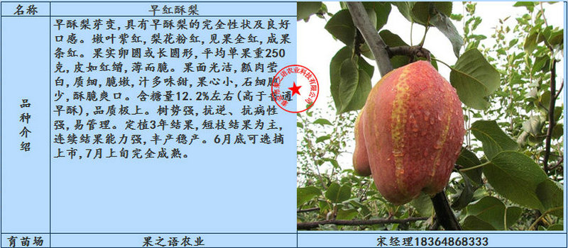 红梨树、红梨树批发