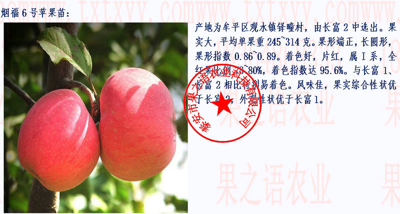 苹果苗、M26苹果树苗品种介绍