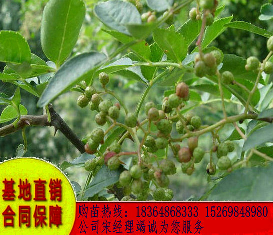 寧夏銀川獅子頭花椒苗圖片