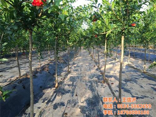 德丰农场_青岛石榴树苗_石榴树苗报价&nbsp;&nbsp;石榴树苗基地&nbsp;&nbsp;石榴树苗特点