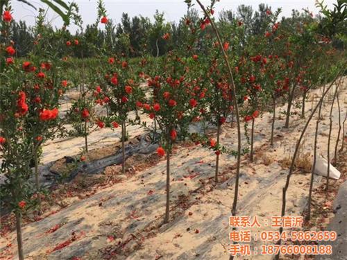 宁波石榴树苗_德丰农场_石榴树苗种植&nbsp;&nbsp;石榴树苗报价&nbsp;&nbsp;石榴树苗多少钱
