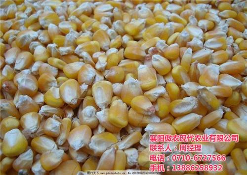 厂家收购玉米·|洛阳收购玉米|傲农农业( 收购玉米公司
