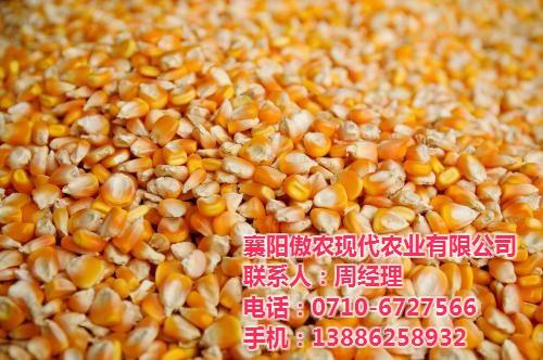 大量收购玉米|傲农农业|哪里大量收购玉米&nbsp;&nbsp;大量收购玉米公司&nbsp;&nbsp;大量收购玉米厂家