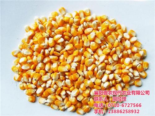 大量收购玉米,傲农农业,大量收购玉米厂家&nbsp;&nbsp;大量收购玉米公司&nbsp;&nbsp;饲料厂大量收购玉