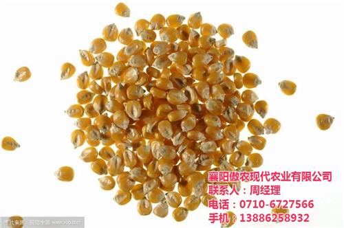洛阳玉米回收_傲农农业_厂家玉米回收&nbsp;&nbsp;甜玉米回收&nbsp;&nbsp;·玉米回收哪里有