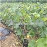 唐山迁安藤稔葡萄苗*保质保量√2018质量好甜红子山楂
