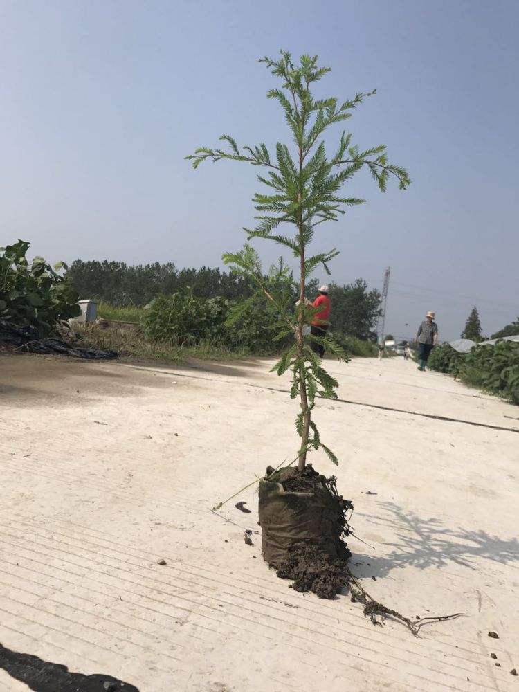 江苏5公分中山杉多少钱&nbsp;&nbsp;厂家价格