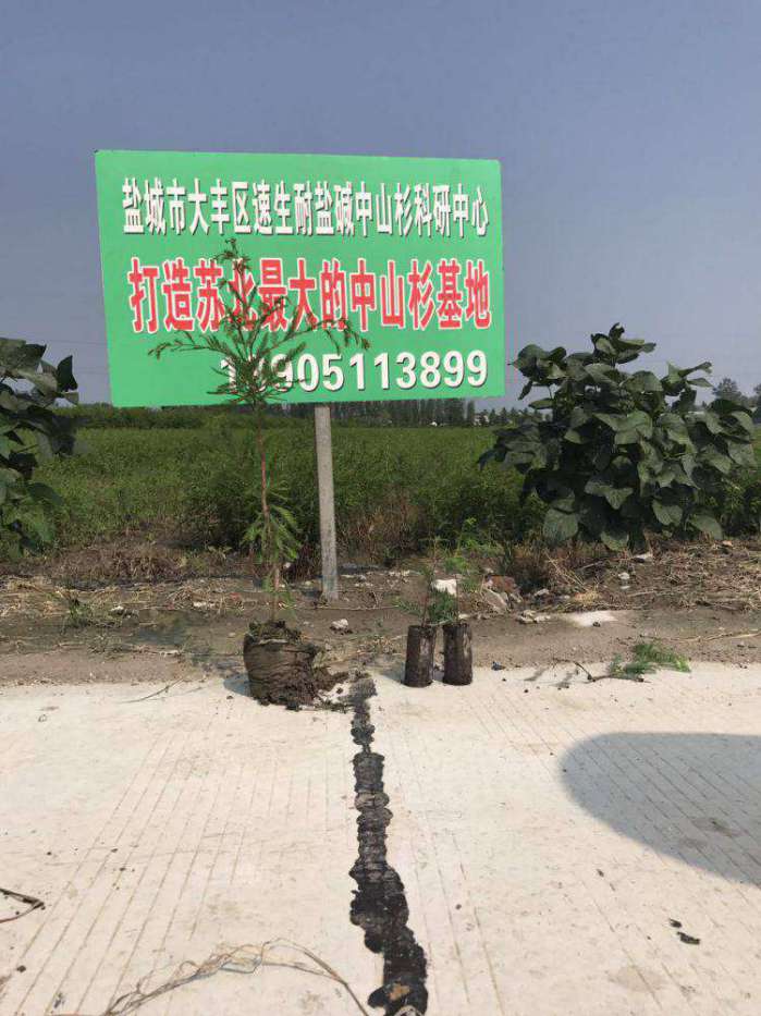 大丰4公分中山杉出售&nbsp;&nbsp;厂家价格