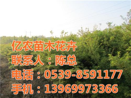 绿化苗木基地|亿农苗木花卉|平邑果树绿化&nbsp;&nbsp;绿化苗木基地网&nbsp;&nbsp;绿化苗木基地建设&nbsp;&nbsp;平邑果树绿化苗木