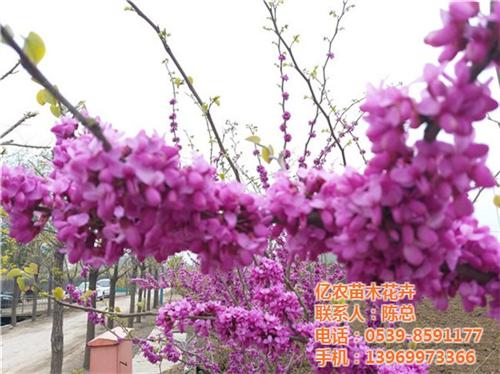 花卉基地,亿农苗木花卉,山东花卉基地 苗木花卉基地招商 农业产业化花卉基
