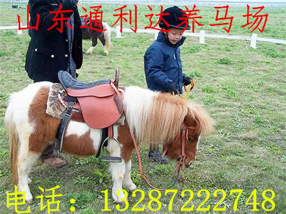 沧州婚庆景区用马 展览骑乘马 租赁马匹  拉车马  温血马