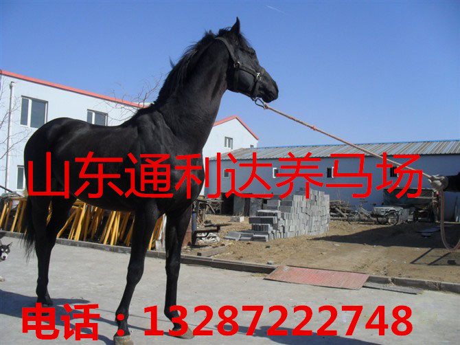 沧州婚庆景区用马 展览骑乘马 租赁马匹  拉车马  温血马