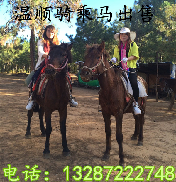 沧州婚庆景区用马 展览骑乘马 租赁马匹  拉车马  温血马