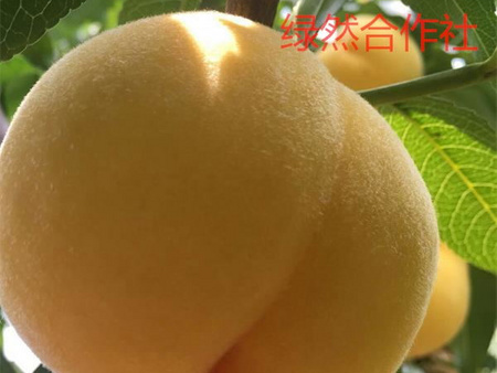 【诚信品牌：买不了吃亏】想种植新品种桃树&nbsp;&nbsp;桃树苗&nbsp;&nbsp;新品种桃树苗
