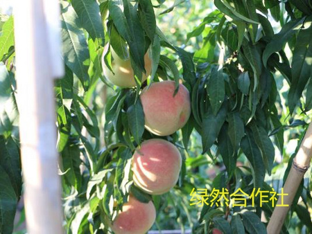绿然合作社高产优质晚熟桃树苗！【好货，等&nbsp;&nbsp;高产桃树苗