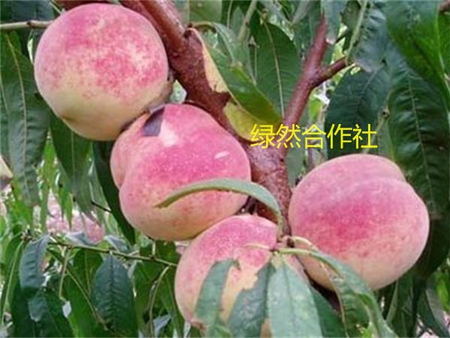 【好货来了！】绿然合作社新品种特晚熟冬桃&nbsp;&nbsp;桃树苗&nbsp;&nbsp;新品种桃树苗&nbsp;&nbsp;特晚熟桃树苗